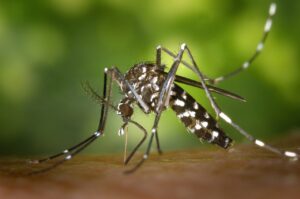 Mosquito-borne dengue grows deadlier in South Asia as planet warms