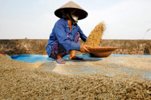 Vietnam proposes 5-year rice supply deal to PHL