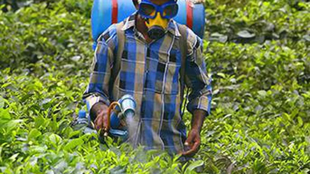 Tea production likely to be lower this year, but prices don’t exhibit buoyancy